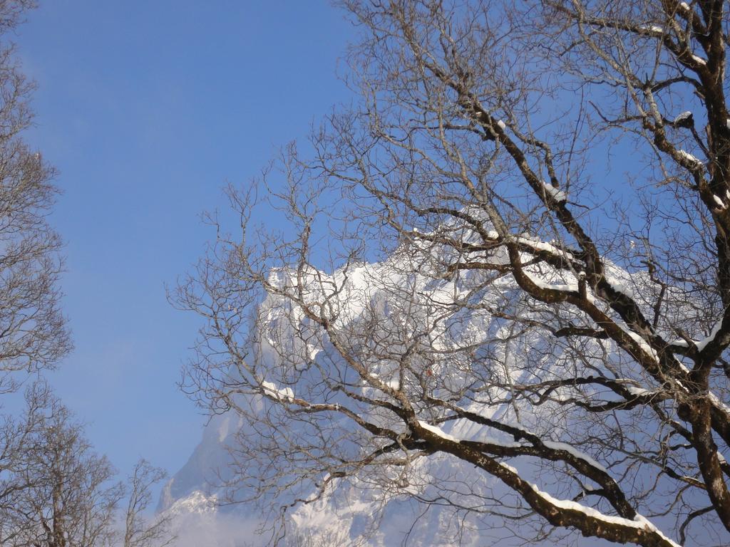 Lehmann'S Herberge Hostel Grindelwald Phòng bức ảnh